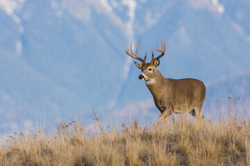 White-tailed deer buck, Western Plains