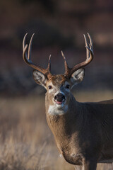 White-tailed deer buck portrait