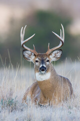 White-tail deer buck portrait © Danita Delimont