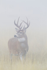 Foggy moring white-tailed deer buck