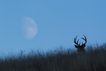 White-tailed deer buck, rising moon