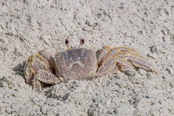 Ghost Crab