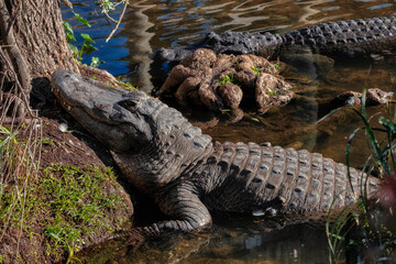 American alligator, Florida