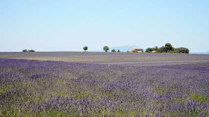 Valensole lavender Fields in Alpes-de-Haute-Provence of southeastern France.