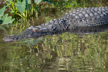 American alligator, Florida