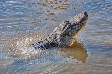 American alligator, Florida