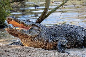 American alligator, Florida