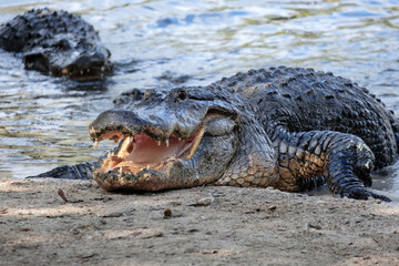 American alligator, Florida