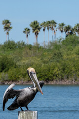Brown Pelican, Florida