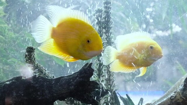 Large yellow Fish swim in the aquarium. Yellow cichlazoma parrot fish