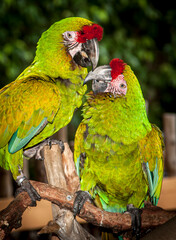 Two military macaws exchange phone numbers for a later rendezvous.