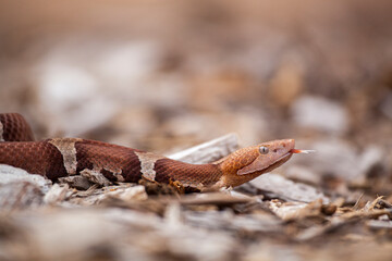 A venomous Trans-pecos copperhead snake, flicking tongue.