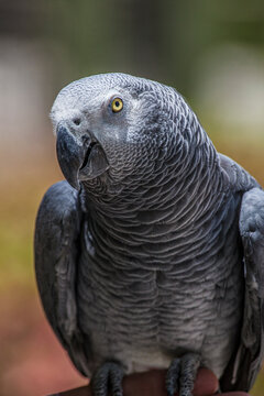 African grey parrot showing it's beautiful plumage and bright yellow eyes.