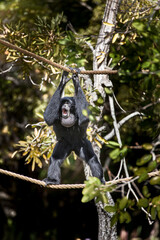 A howling Siamang gibbon balances from ropes.