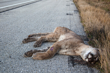 An endangered Florida panther is killed while trying to cross a busy highway in south Florida. © Danita Delimont