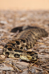 A venomous canebrake rattlesnake. A pit viper.