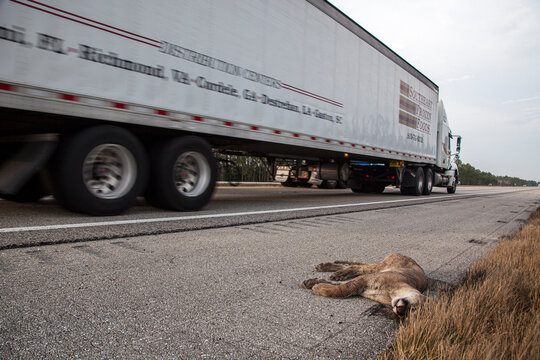 An endangered Florida panther is killed while trying to cross a busy highway in south Florida.