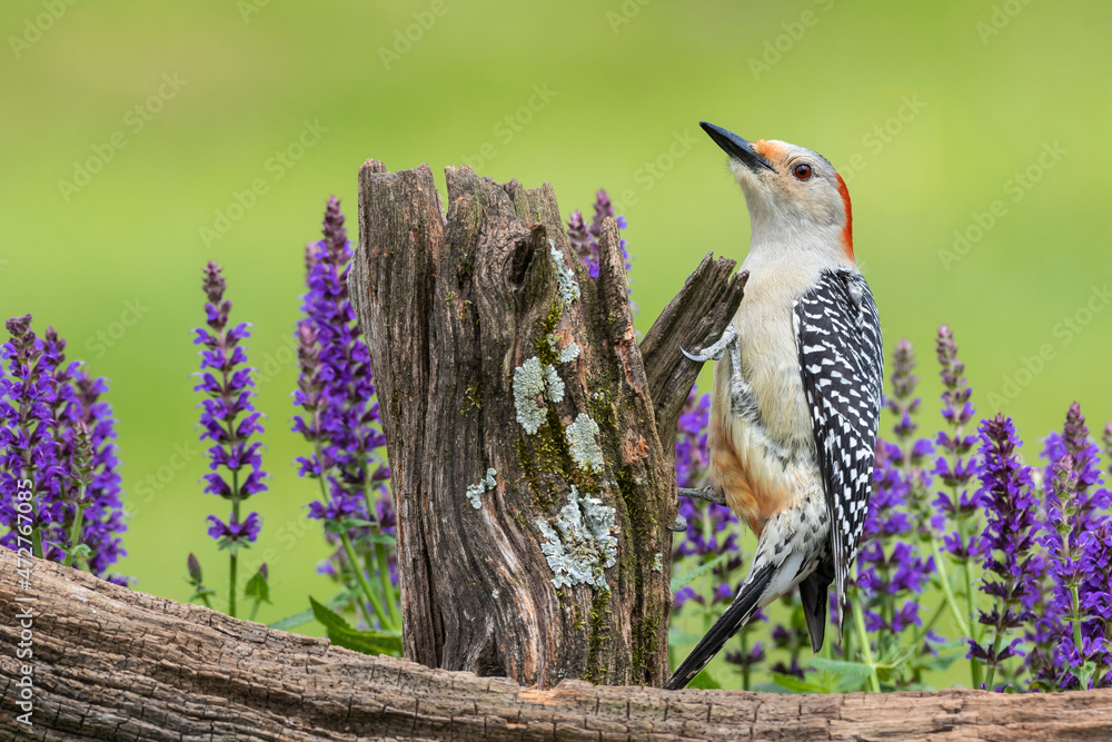 Wall mural red-bellied woodpecker female on fence near garden marion county, illinois