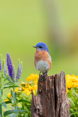 Eastern bluebird male on fence post near flower garden Marion County, Illinois