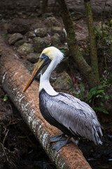 Brown Pelican standing, posing on a log over water in a wooded area