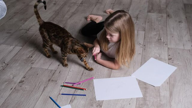 Pretty caucasian artist girl alone playing pencil with bengal cat. Bengal cat wants to catch a pencil