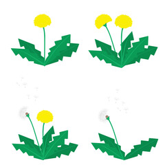 Vector illustration of yellow dandelions and fluffy dandelions.