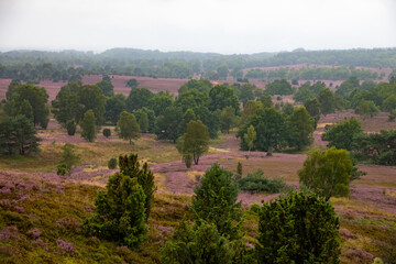 Heidelandschaft bei Regenwetter