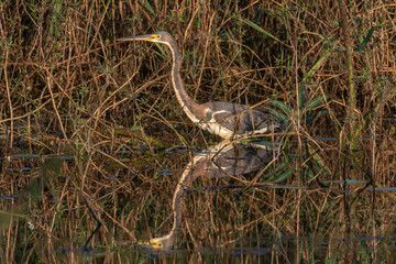 Belize, Crooked Tree Wildlife Sanctuary, Tricolored Heron (Egretta, tricolor).