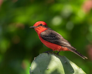 Belize, Crooked Tree Wildlife Sanctuary, Vermillion Flycatcher (Pyrocephalus rubinus).