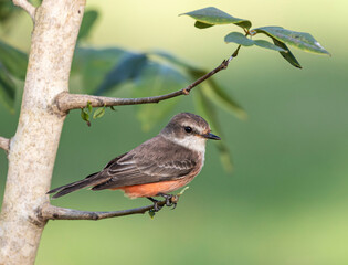 Belize, Crooked Tree Wildlife Sanctuary, Female Vermillion Flycatcher (Pyrocephalus rubinus).