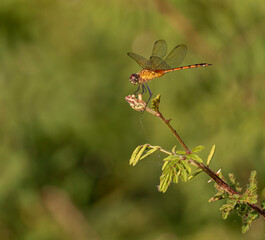 Belize, Crooked Tree Wildlife Refuge, Meadowhawk (Sympetrum) dragonfly.