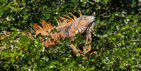 Belize, Crooked Tree Wildlife Sanctuary, Male Green Iguana (Iguana iguana).