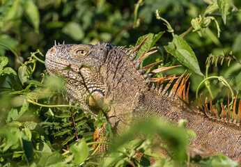 Belize, Crooked Tree Wildlife Sanctuary, Male Green Iguana (Iguana iguana).