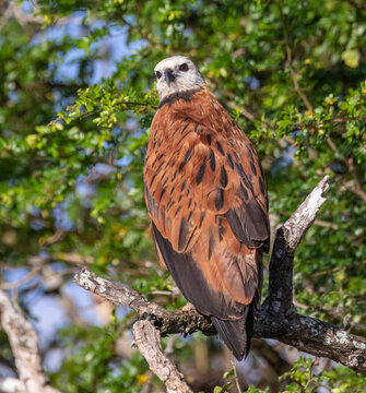 Belize, Crooked Tree Wildlife Sanctuary, Black-collared Hawk (Busarellus nigricollis).