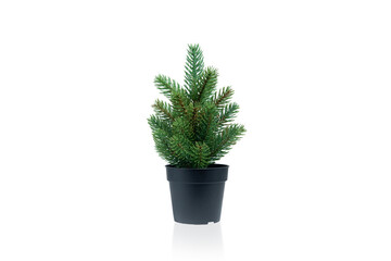 Green Christmas tree in a pot with shadow and reflection, isolated on white background. Unadorned...