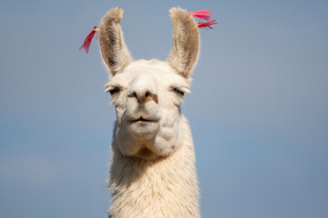 Bolivia, San Juan, llama. Headshot of a llama with its distinctive ears