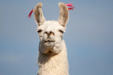 Wandcirkels tuinposter Bolivia, San Juan, llama. Headshot of a llama with its distinctive ears © Danita Delimont