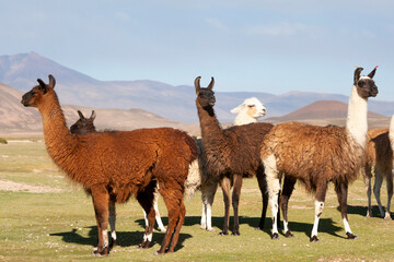 Bolivia, San Juan, llama. A small herd of llamas shows the diversity of the wool colors.