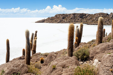 Bolivia, Uyuni, Salar de Uyuni, Echinopsis tarijensis and pasacana. Rock islands in the salt flats are perfect habitat for the slow growing Echinopsis cacti.