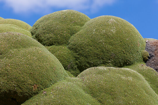 Bolivia, Atacama Desert, llareta or Yareta. This green, round plant is made up of densely packed flower stems and grows extremely slowly. These plants may be up to 3000 years old.