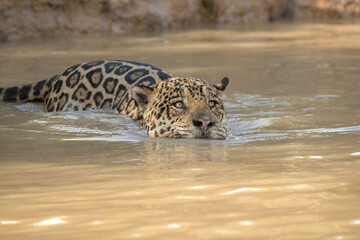 Brazil, Pantanal. Close-up of wild jaguar swimming in river.