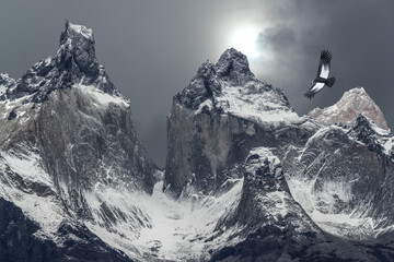 South America, Chile, Patagonia. Andean condor and mountains in Torres del Paine National Park.