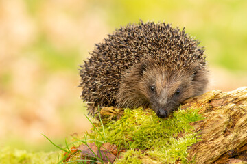 Obraz premium Hedgehog in garden, wild, free roaming native hedgehog, taken from inside a wildlife garden hide to monitor the health and numbers of this favourite but declining species. copy space