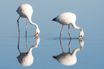 Chile, Salar de Atacama, Los Flamencos National Reserve, James flamingo. Portrait of a pair of James flamingos foraging in the shallow water with its bright red area around its eye.