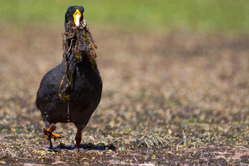 Chile, Machuca, giant coot, Fulica gigantea. A giant coot brings weeds to build up its nesting site.