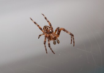 The web woven by spider, macro, insect hunts for prey
