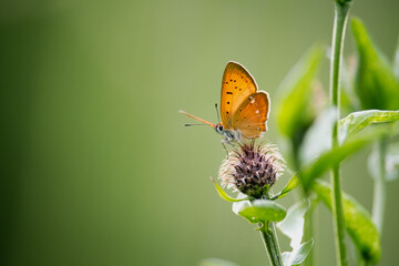 butterfly on a flower