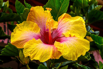 Red eye of Kali Tropical hibiscus flowers green leaves, Easter Island, Chile. Tropical hibiscus has...