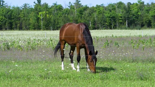 Brown horse grazing in green pasture; horse looks up and then continues grazing--northern Michigan. 300