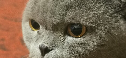 close up of an owl